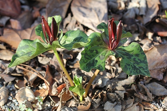 Trillium  chloropetalum  giant Trillium