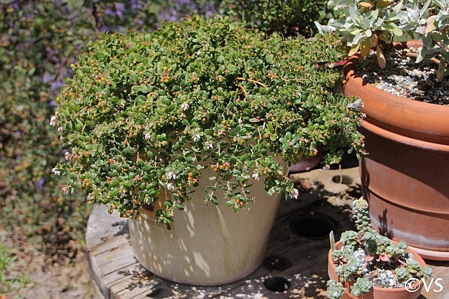 Arctostaphylos edmundsii 'Bert Johnson' Little Sur manzanita