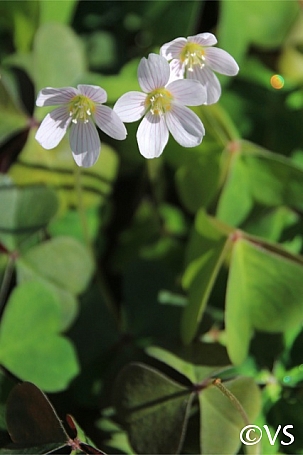 Oxalis oregana 'Smith River White' white redwood sorrel