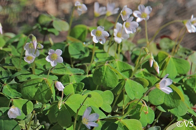Oxalis oregana 'Smith River White' white redwood sorrel