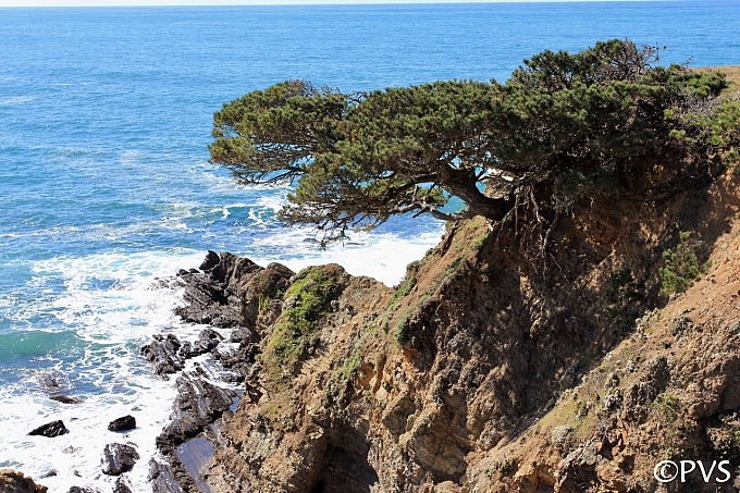 Pinus contorta ssp. contorta  shore pine