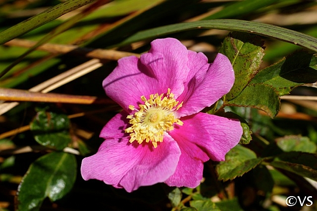 Rosa nutkana  Nootka rose