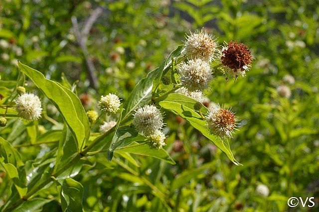 Cephalanthus  occidentalis  button willow