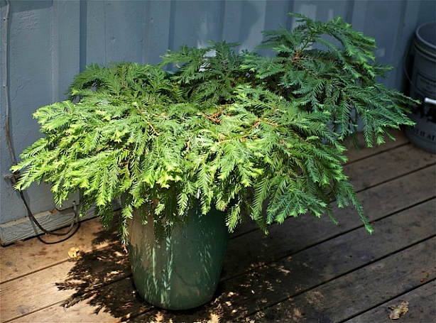 Sequoia  sempervirens 'Kelly's Prostrate' Kelly's prostrate coast redwood