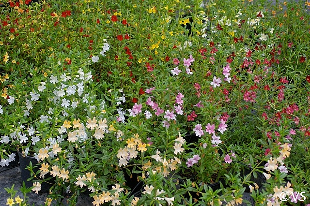 Diplacus (Mimulus) hybrids  monkeyflower