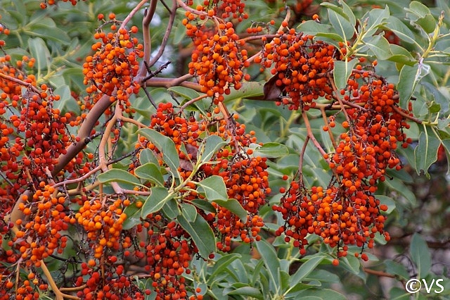 Arbutus menziesii  Pacific madrone