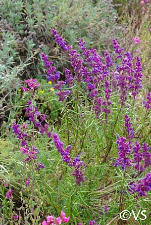 Trichostema lanatum  woolly blue curls