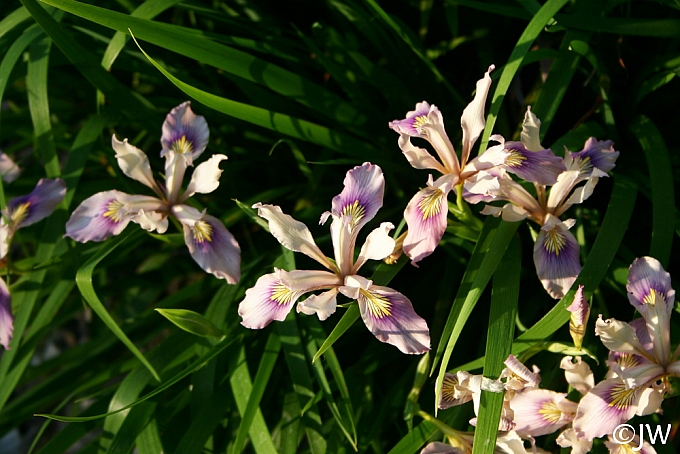 Iris douglasiana 'Marin Mauve' iris