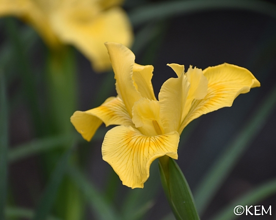 Iris Pacific Coast hybrid 'Canyon Sunshine' Pacific Coast hybrid iris