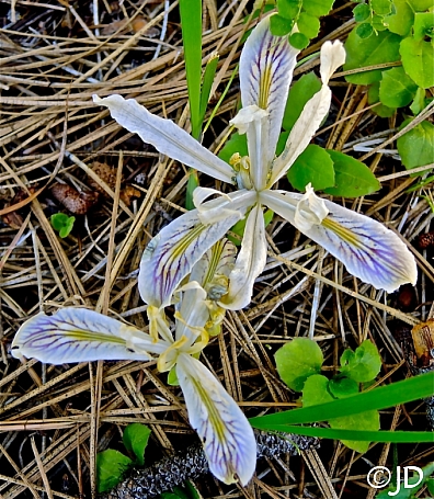 Iris chrysophylla  slender-tubed iris