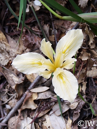 Iris fernaldii  Fernald's iris