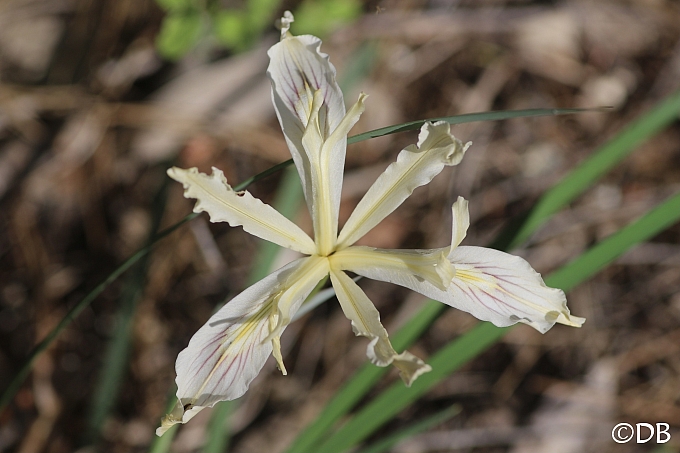 Iris tenuissima  longtube iris