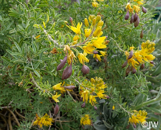 Cleomella (Isomeris) arborea  bladderpod
