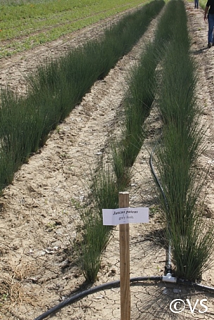Juncus patens  California grey rush
