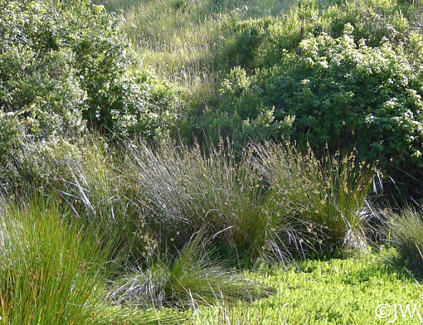 Juncus effusus  soft rush