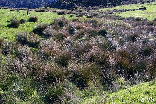Juncus effusus  soft rush