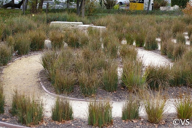 Juncus patens  California grey rush
