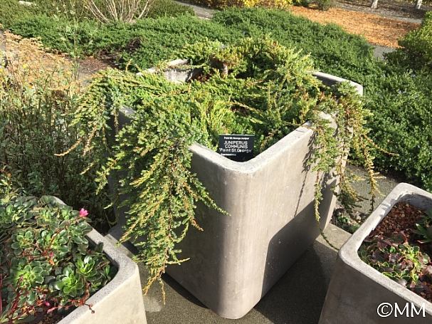Juniperus communis 'Point Saint George' dwarf juniper