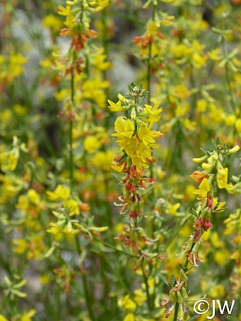 Acmispon (Lotus) glaber (scoparius)  deerweed