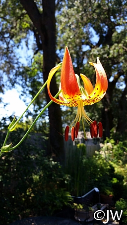 Lilium  pardalinum (Gualala River)  leopard lily
