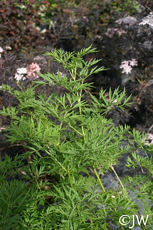 Sambucus nigra 'Laciniata' cut leaf elderberry