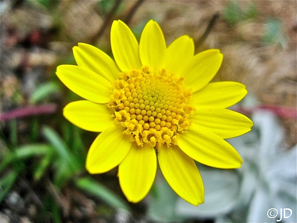 Lasthenia  californica ssp. macrantha  perennial goldfields