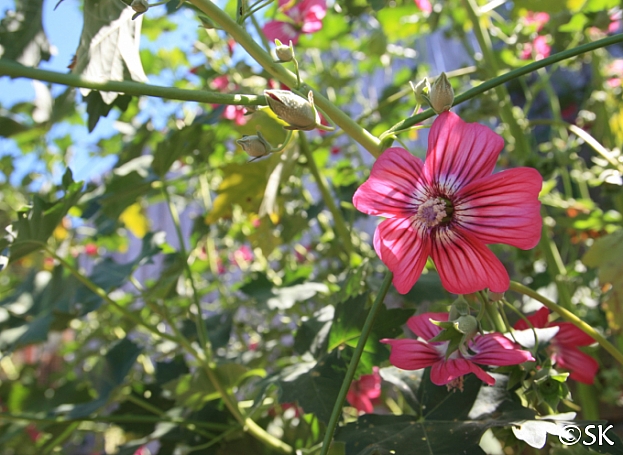 Lavatera (Malva) assurgentiflora  Island mallow, malva rosa