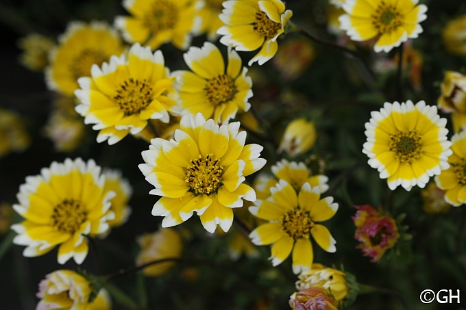 Layia chrysanthemoides  smooth tidy tips