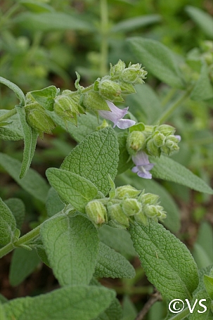 Lepechinia calycina 'Rocky Point' pitcher sage