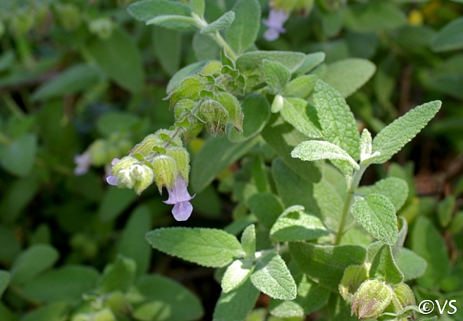 Lepechinia calycina 'Rocky Point' pitcher sage