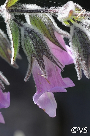 Lepechinia fragrans 'El Tigre' fragrant pitcher sage