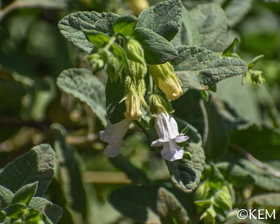 Lepechinia calycina  pitcher sage