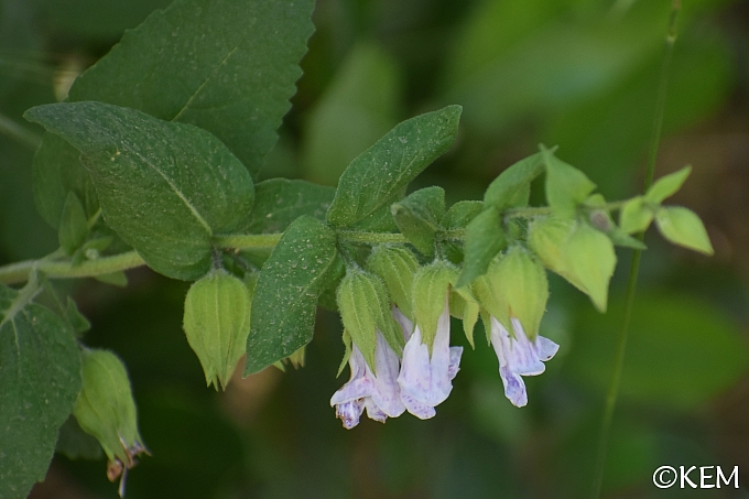 Lepechinia calycina  pitcher sage