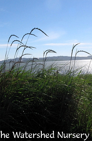 Elymus (Leymus) triticoides  creeping wild rye