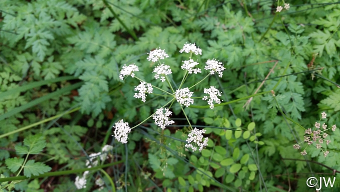 Ligusticum apiifolium  celeryleaf licorice root
