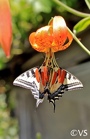 Lilium pardalinum  leopard lily