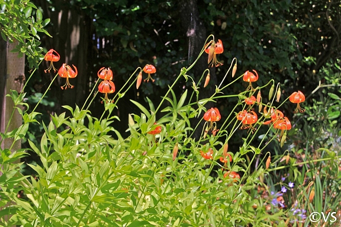 Lilium pardalinum  leopard lily