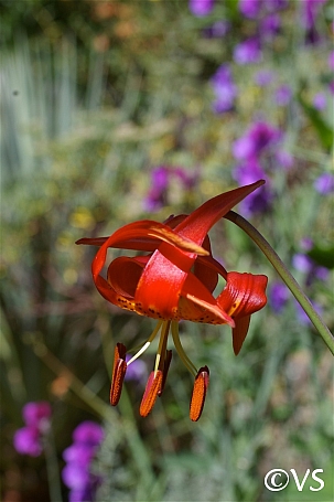 Lilium pardalinum ssp. pitkinense  Pitkin lily
