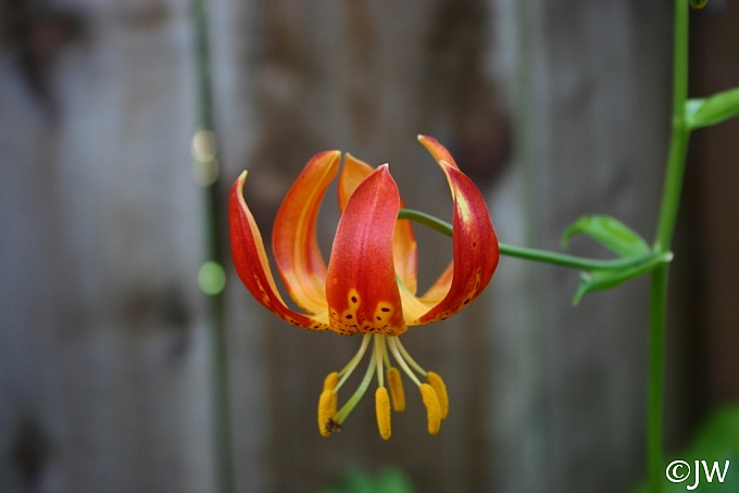 Lilium  pardalinum 'Giganteum' giant leopard lily
