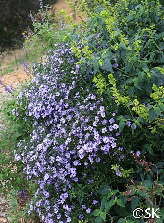 Symphyotrichum (Aster)  'Little Carlow' aster
