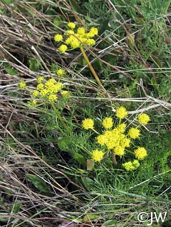 Lomatium utriculatum  common lomatium