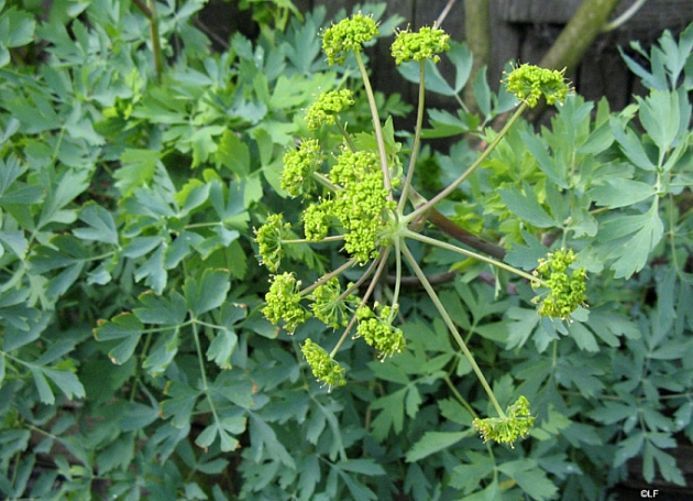 Lomatium californicum  California lomatium