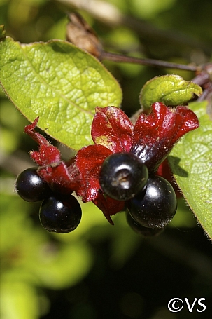 Lonicera involucrata  twinberry