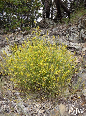 Acmispon (Lotus) glaber (scoparius)  deerweed
