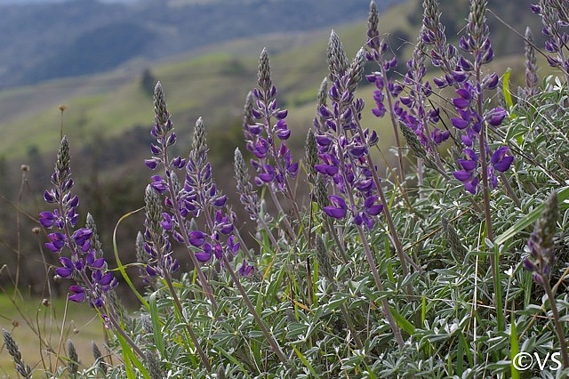 Lupinus albifrons var. albifrons  silver bush lupine