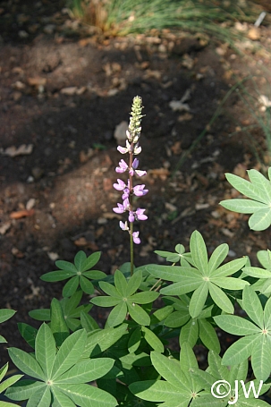 Lupinus latifolius var. parishii  canyon lupine