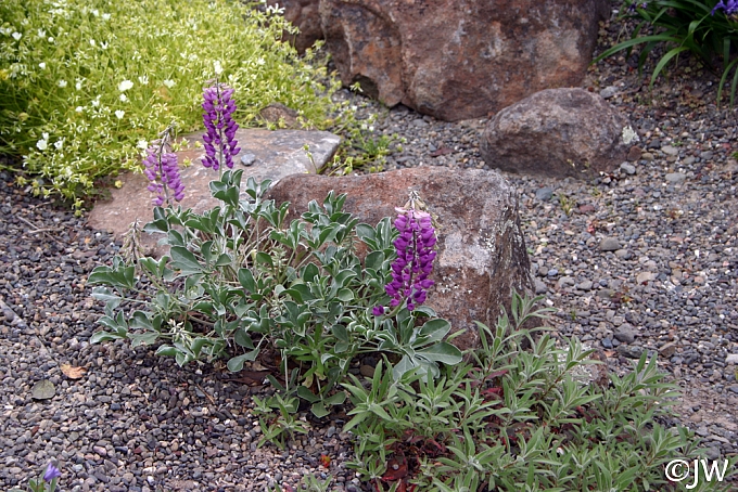 Lupinus sericatus  Cobb Mountain lupine