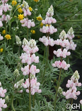 Lupinus nanus - Pacific Pink  pink sky lupine