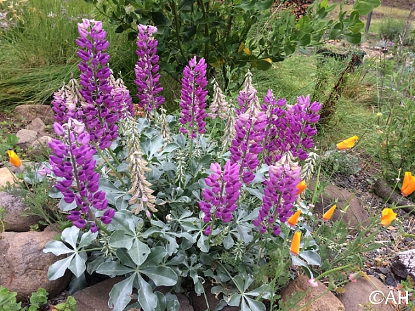 Lupinus sericatus  Cobb Mountain lupine