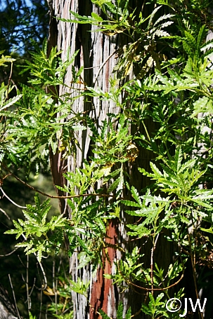 Lyonothamnus floribundus ssp. aspleniifolius  Santa Cruz Island ironwood